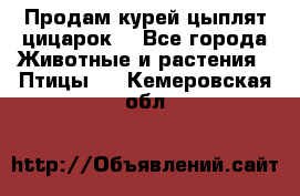 Продам курей цыплят,цицарок. - Все города Животные и растения » Птицы   . Кемеровская обл.